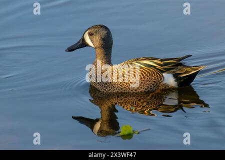 Sarcelle à ailes bleues (Anas discors) nageant dans l'eau avec réflexion, lac Apopka, Floride, États-Unis. Banque D'Images