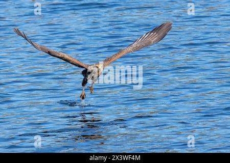 Cerf-volant d'escargot (Rostrhamus sociabilis) plongeant dans l'eau et attrapant l'escargot de pomme, Floride. ÉTATS-UNIS. Banque D'Images