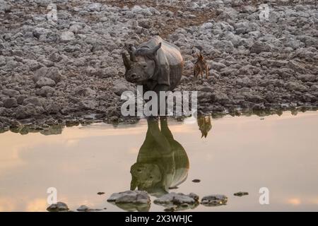 Rhinocéros noirs avec chacal au trou d'eau Okaukuejo, Parc National d'Etosha, Namibie Banque D'Images