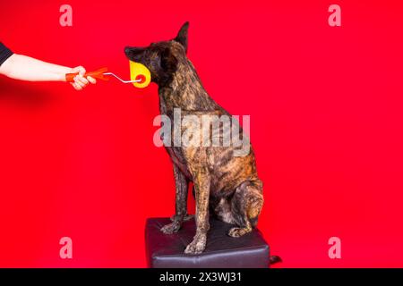 Un constructeur de chiens tient une brosse rotative. Fond jaune rouge. Isolé. Berger hollandais Banque D'Images