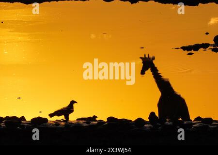 Girafe avec reflet d'aigle, parc national d'Etosha, Namibie Banque D'Images