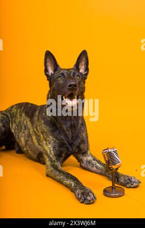 Mignon chien chantant berger hollandais dans un studio rouge jaune fond Banque D'Images