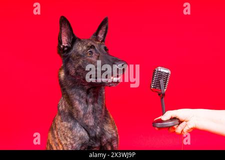 Mignon chien chantant berger hollandais dans un studio rouge jaune fond Banque D'Images