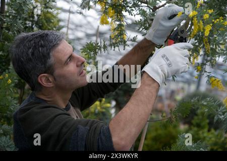 Élagage jardinier mimosa. Jardin, pépinière. Gipuzkoa, l'Euskadi. L'Espagne. Banque D'Images