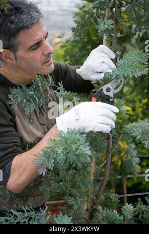 Élagage jardinier mimosa. Jardin, pépinière. Gipuzkoa, l'Euskadi. L'Espagne. Banque D'Images