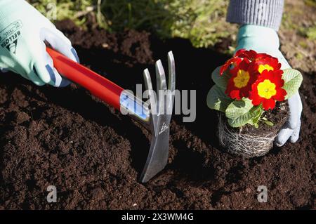 Le repiquage pensées in garden Banque D'Images