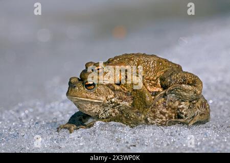 Crapaud européen, crapaud commun (Bufo bufo). Apparier en amplexus sur sa migration de reproduction sur neige. Allemagne Banque D'Images