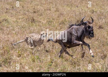 Guépard (Acinonyx jubatus) chassant le gnous. Masai Mara, Kenya Banque D'Images