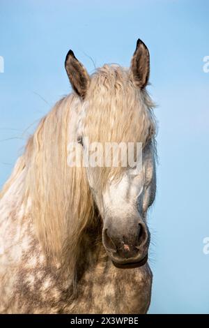 Percheron. Portrait de Gelding gris dappled. Allemagne Banque D'Images