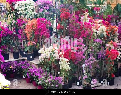 Image d'un Bougainvillea coloré dans le jardin Banque D'Images