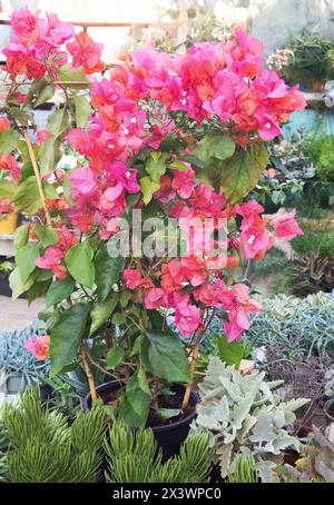 Image d'un Bougainvillea coloré dans le jardin Banque D'Images