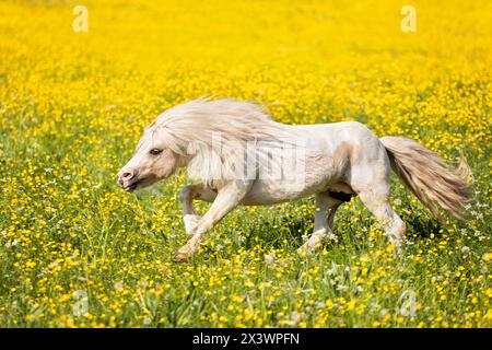 Poney Shetland miniature. Étalon conduisant une jument. Allemagne. Banque D'Images