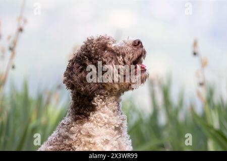 Lagotto Romagnolo. Portrait d'adulte sur une prairie. Italie Banque D'Images