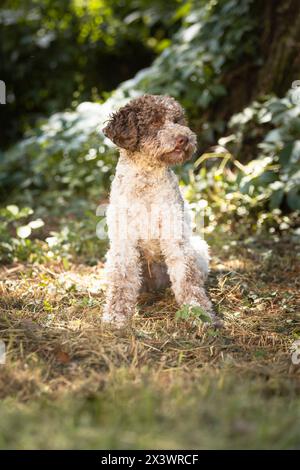 Lagotto Romagnolo. Chien adulte assis dans une forêt. Italie Banque D'Images