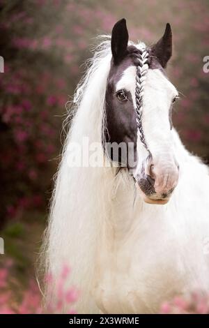 Drum Horse. Portrait d'étalon piebald. France Banque D'Images