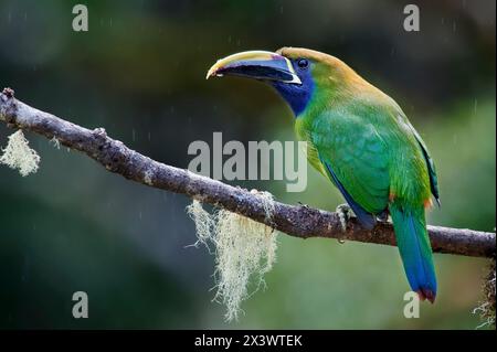 Toucanet d'émeraude (Aulacorhynchus prasinus) perché sur une branche. San Gerardo de Dota, Costa Rica, Amérique centrale Banque D'Images