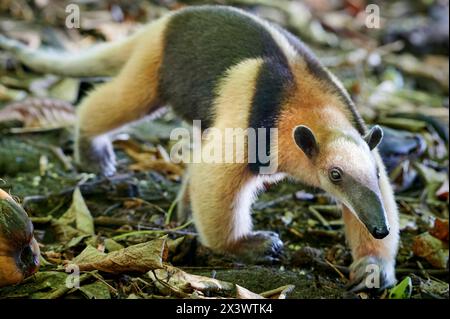 Tamandua Nord (Tamandua mexicana) marchant sur le sol. Costa Rica Banque D'Images