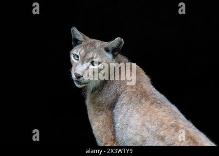 Portrait d'un lynx sous fond noir Banque D'Images