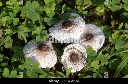 Chapeaux de quatre champignons blancs et bruns, macrolepiota clelandii (patasol mince, parasol gracieux) près de la forêt d'eucalyptus dans le Queensland, Australie. Banque D'Images