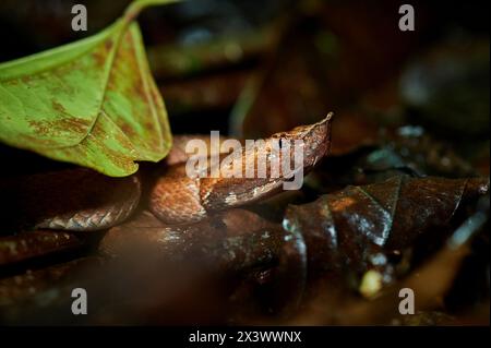 Pitviper Hognosé de la forêt tropicale (Porthidium nasutum). Costa Rica Banque D'Images