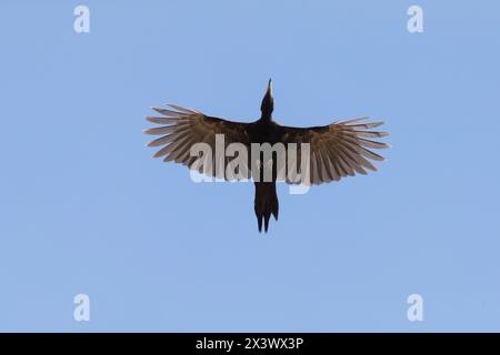 Pic noir (Dryocopus martius) en vol. Allemagne Banque D'Images