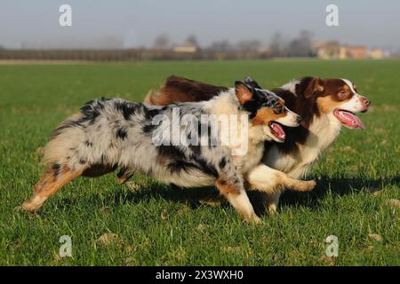 Deux chiens de race berger australien dans le pré. Banque D'Images