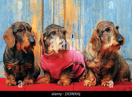 Trois belles dachshund puppy dog portrait sur fond de bois. Banque D'Images