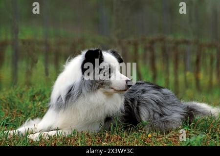Portrait de beau border collie chien dans la nature. Banque D'Images