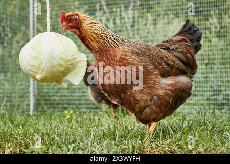 Poulet Welsummer. Poule dans le jardin sur une tête de chou suspendue. Idée d'activité pour poulets. Allemagne Banque D'Images