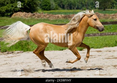 Quarter Pony. Palomino adulte galopant dans le paddock. Allemagne. Banque D'Images