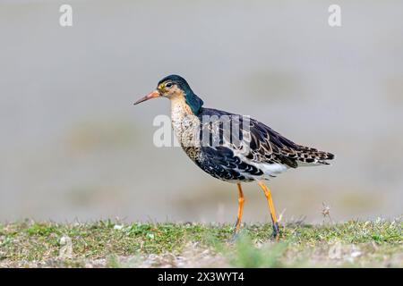 Ruff (Philomachus pugnax). Mâle en plumage reproducteur. Allemagne Banque D'Images