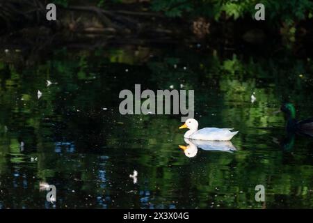 Canard domestique. Adulte blanc nageant dans un étang sombre en été. Allemagne Banque D'Images