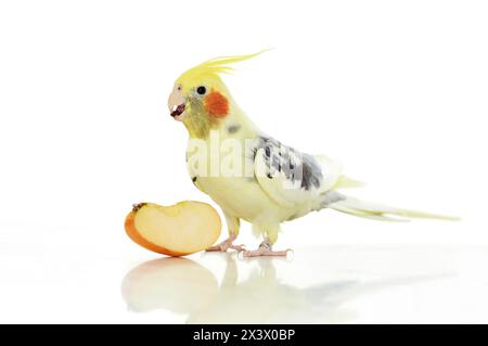 Cockatiel (Nymphicus hollandicus). Adulte debout en mangeant une pomme. Photo studio sur fond blanc Allemagne Banque D'Images