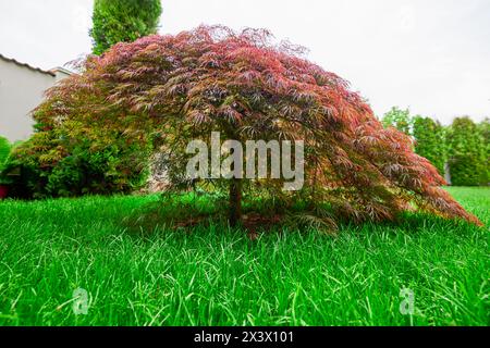 Feuillage rouge de l'érable japonais suintant Laceleaf (Acer palmatum) dans le jardin Banque D'Images