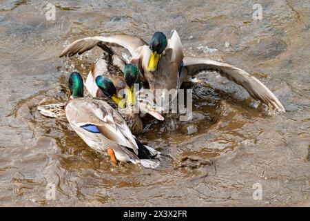 Preston, Lancashire, Royaume-Uni. 29 avril 2024. Un canard colvert attirant l'attention de quatre drakes et provoquant une agitation colorée sur un étang près de Preston, Lancashire, Royaume-Uni crédit : John Eveson/Alamy Live News Banque D'Images