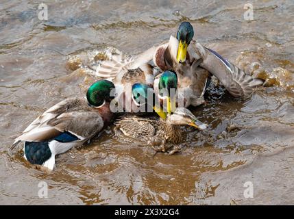 Preston, Lancashire, Royaume-Uni. 29 avril 2024. Un canard colvert attirant l'attention de quatre drakes et provoquant une agitation colorée sur un étang près de Preston, Lancashire, Royaume-Uni crédit : John Eveson/Alamy Live News Banque D'Images