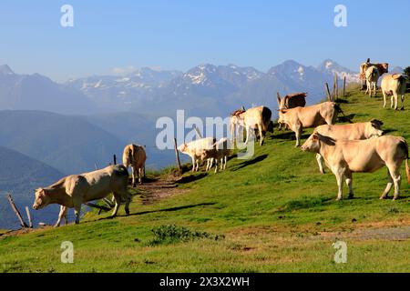 France, occitanie, département des Hautes Pyrénées (65), col d'Aspin Banque D'Images