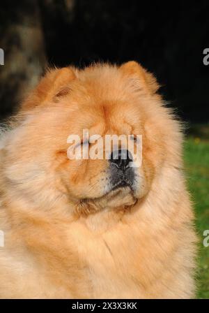 Portrait du chien Chow Chow, Canis lupus familiaris. Banque D'Images