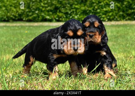 Portrait de deux chiots d'épagneul Cocker anglais, chiens en plein air. Banque D'Images