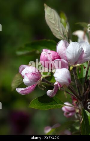 Gros plan de fleurs de Apple Malus domestica 'Red Falstaff' dans un jardin au printemps Banque D'Images