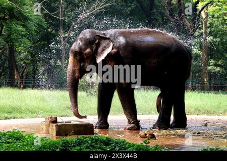 Dhaka, Dhaka, Bangladesh. 29 avril 2024. Un éléphant du zoo national de Dhaka essaie de se rafraîchir en projetant de l'eau sur son corps pour se protéger de la vague de chaleur intense à Dhaka. Dhaka connaît une chaleur intense depuis un certain temps maintenant. Avec les gens, les animaux de zoo souffrent également. (Crédit image : © Syed Mahabubul Kader/ZUMA Press Wire) USAGE ÉDITORIAL SEULEMENT! Non destiné à UN USAGE commercial ! Crédit : ZUMA Press, Inc/Alamy Live News Banque D'Images