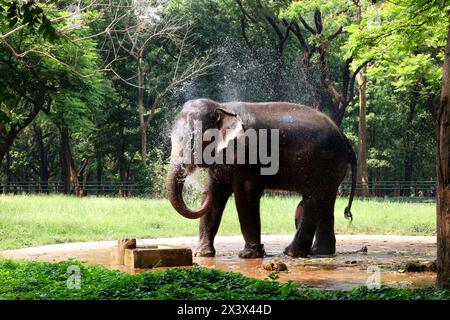 Dhaka, Dhaka, Bangladesh. 29 avril 2024. Un éléphant du zoo national de Dhaka essaie de se rafraîchir en projetant de l'eau sur son corps pour se protéger de la vague de chaleur intense à Dhaka. Dhaka connaît une chaleur intense depuis un certain temps maintenant. Avec les gens, les animaux de zoo souffrent également. (Crédit image : © Syed Mahabubul Kader/ZUMA Press Wire) USAGE ÉDITORIAL SEULEMENT! Non destiné à UN USAGE commercial ! Crédit : ZUMA Press, Inc/Alamy Live News Banque D'Images