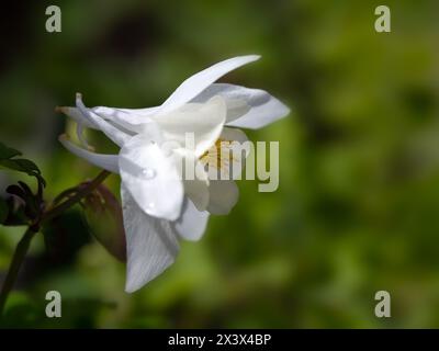 Gros plan d'une seule fleur d'Aquilegia 'Spring Magic White' dans un jardin au printemps Banque D'Images