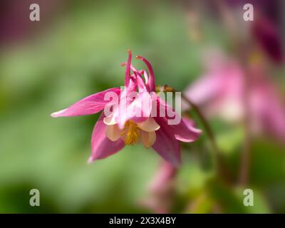 Gros plan de fleur unique d'Aquilegia 'Spring Magic Rose and White' dans un jardin au printemps Banque D'Images