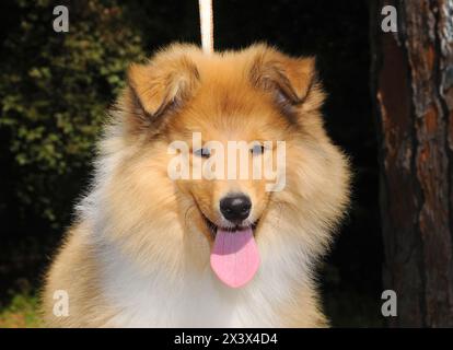 Portrait de chien colley à l'extérieur. Banque D'Images