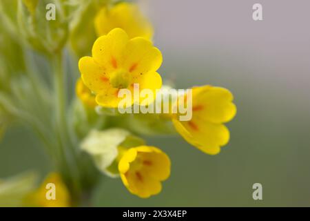 Gros plan des fleurs de fleur sauvage Common Cowslip (Primula veris) dans un pré au printemps Banque D'Images