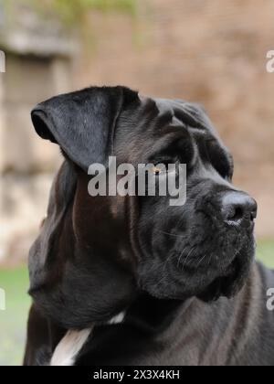 Portrait de Corso chien, chien de race italienne. Banque D'Images