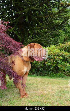 Dogue de Bordeaux en plein air dans un pré. Banque D'Images