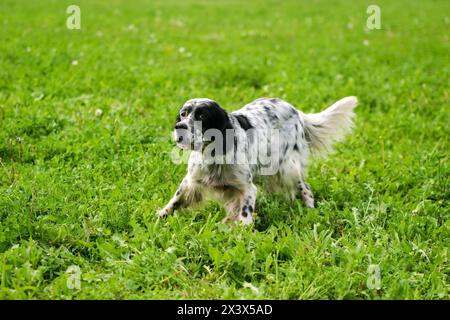 Setter anglais typique sur une pelouse verte. Banque D'Images