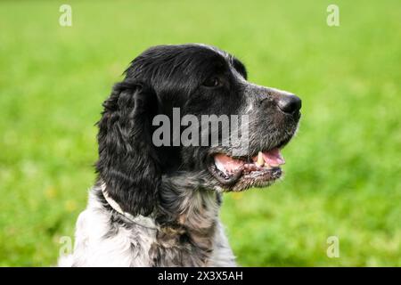 Setter anglais typique sur une pelouse verte. Banque D'Images